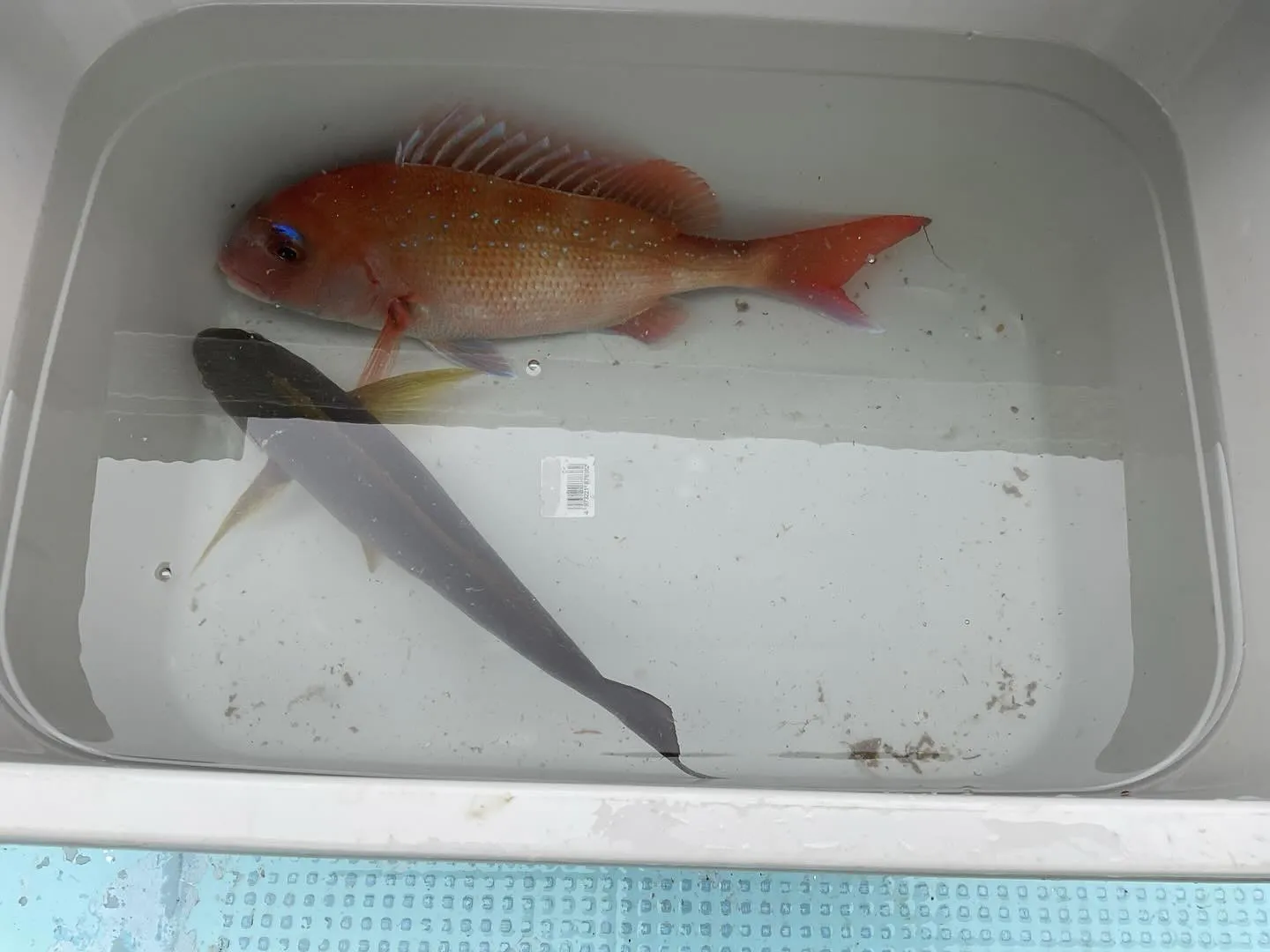 本日は朝からイサキ狙いの五目釣りへ出船。