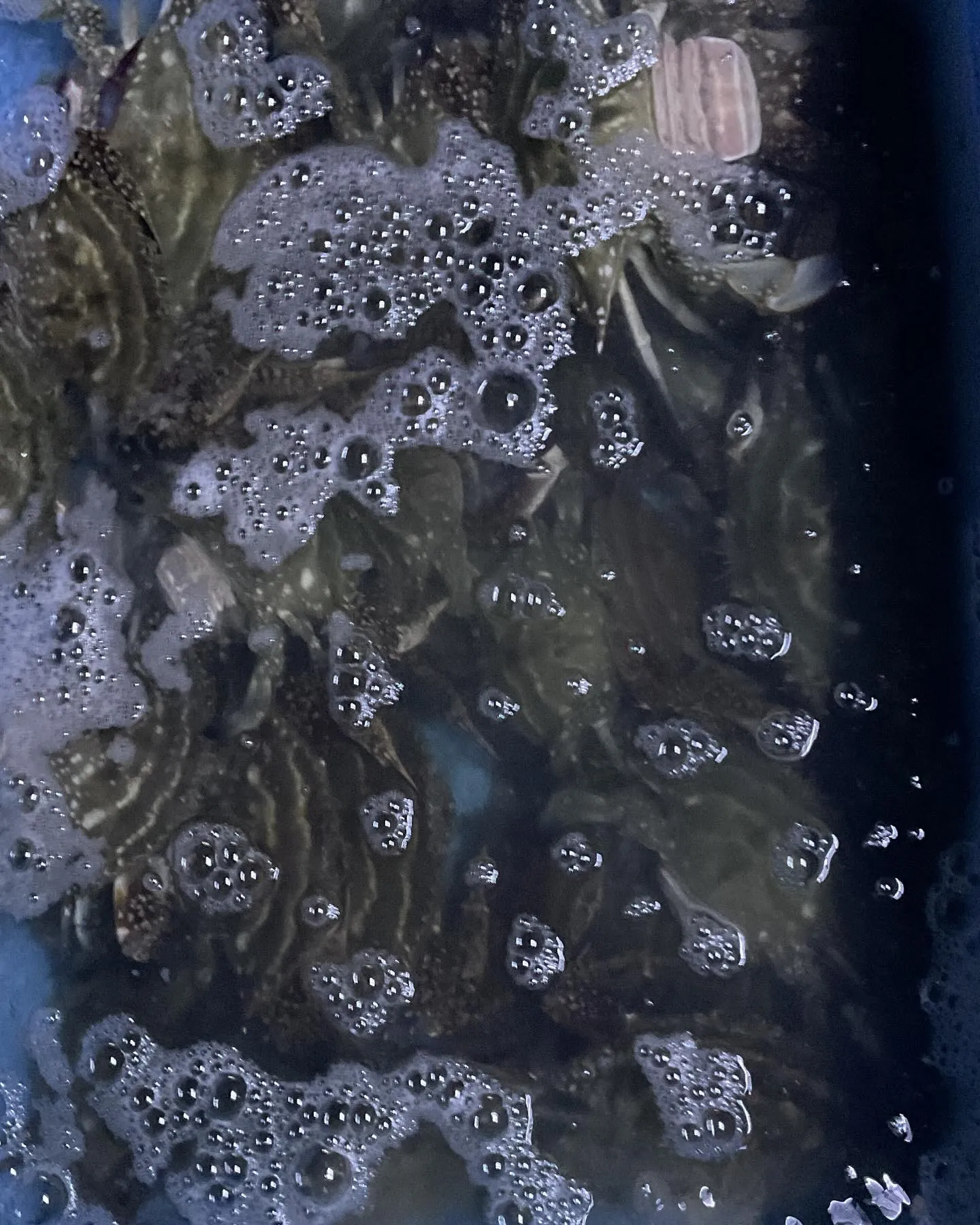 昨日はワタリガニ調査に行ってきました。