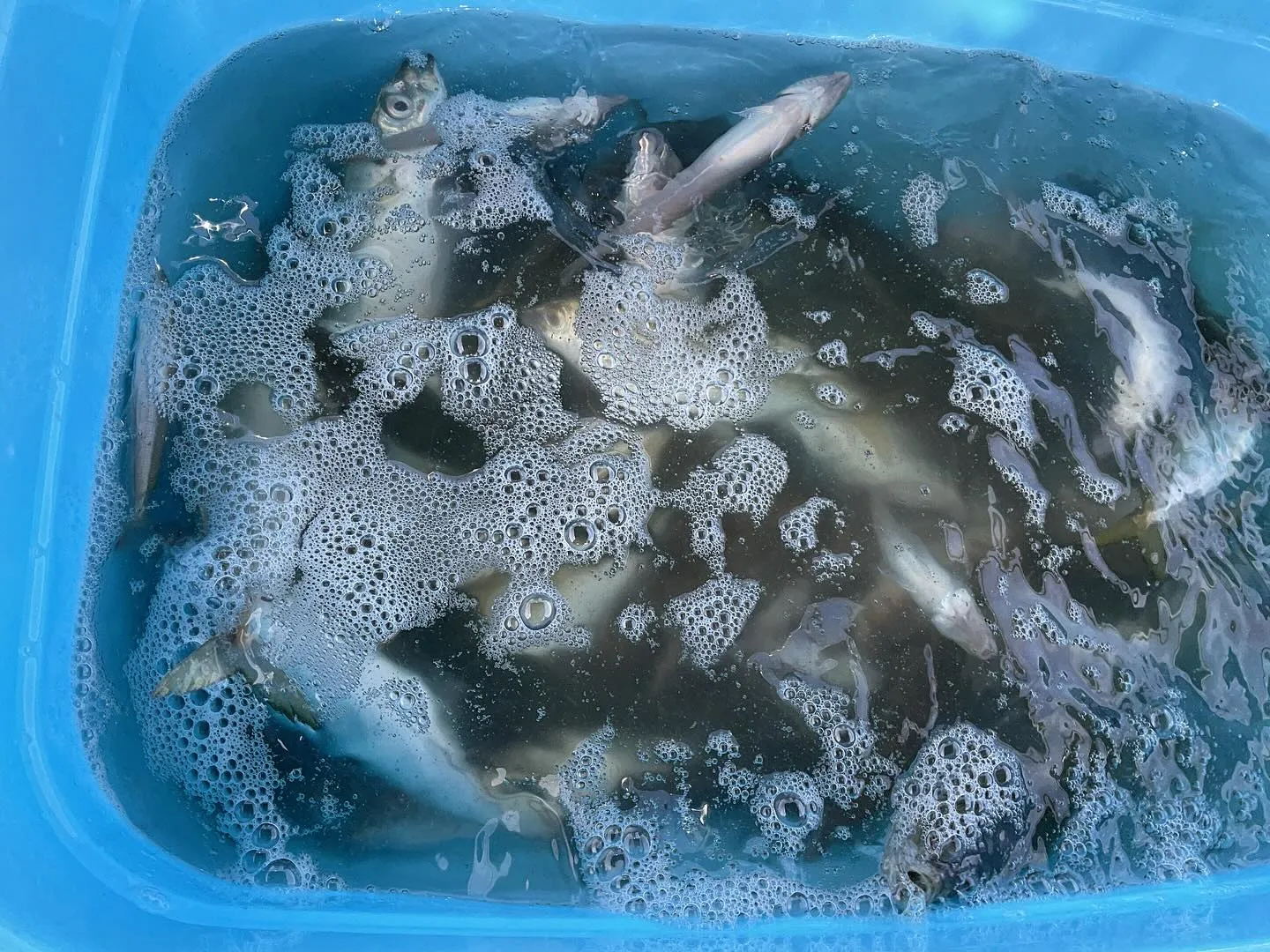 本日タイラバ不発に終わったので、カニ掬いで挽回してきます。