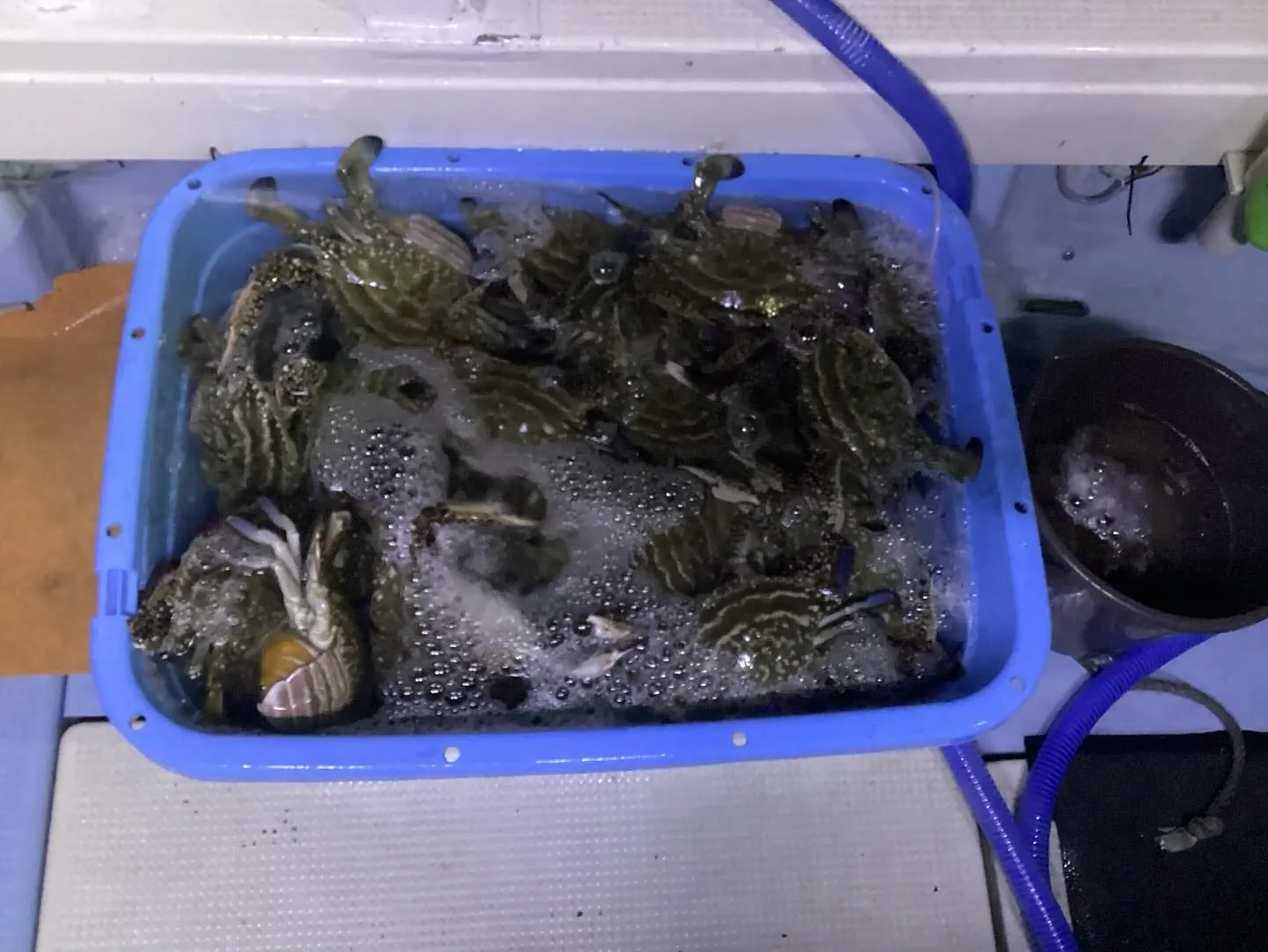 先日カニ掬いに行ってきました。