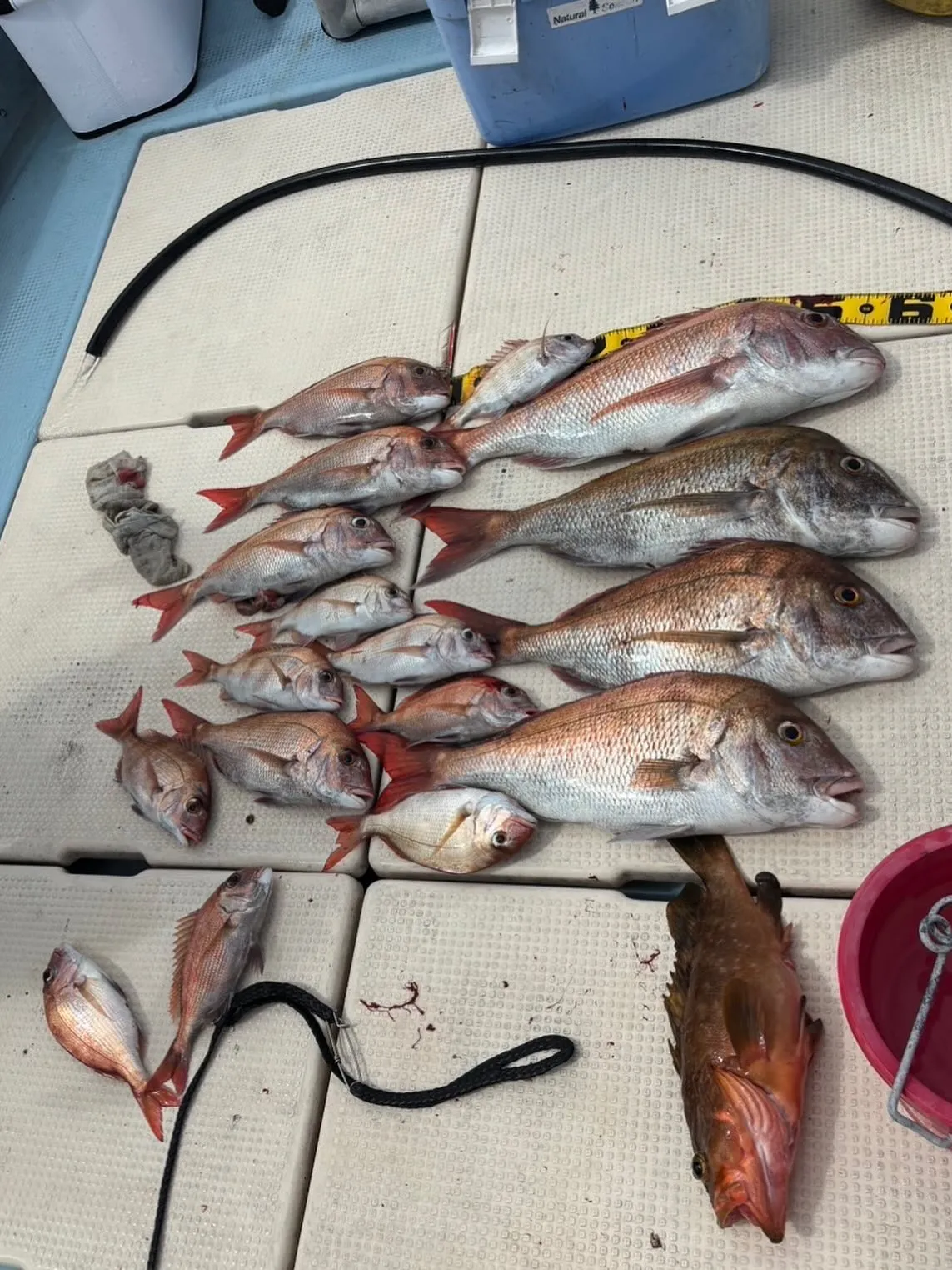 本日のアカイカの釣果多い方で８０匹〜船酔い2名おられましたが...