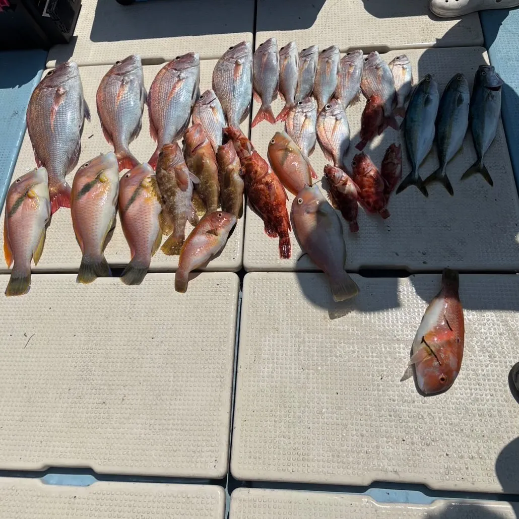 一昨日の釣果です。