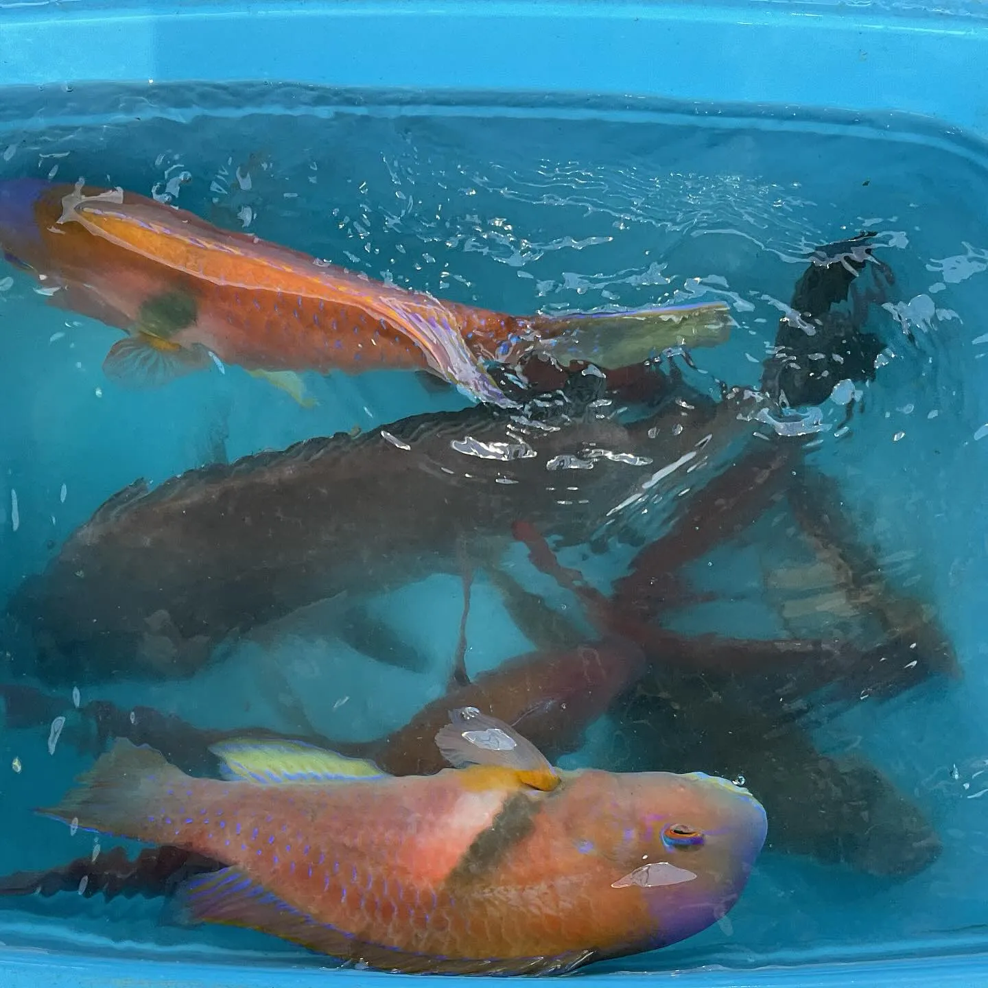 昨日タイ釣りに行ってきました。