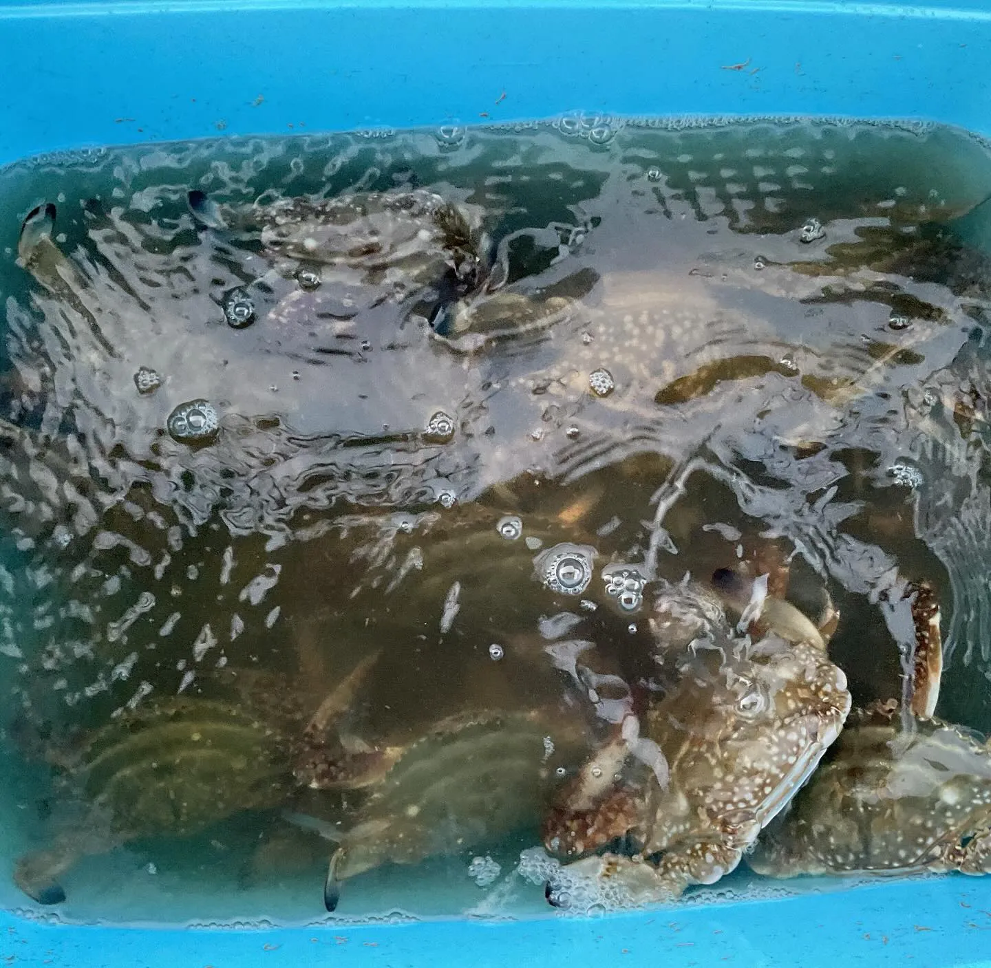 深夜カニ掬いにちょっと行ってきました。