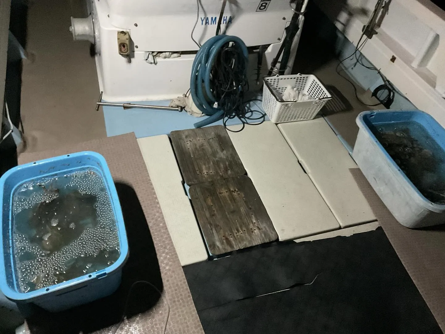 昨日からカニ掬いに行って来ました。