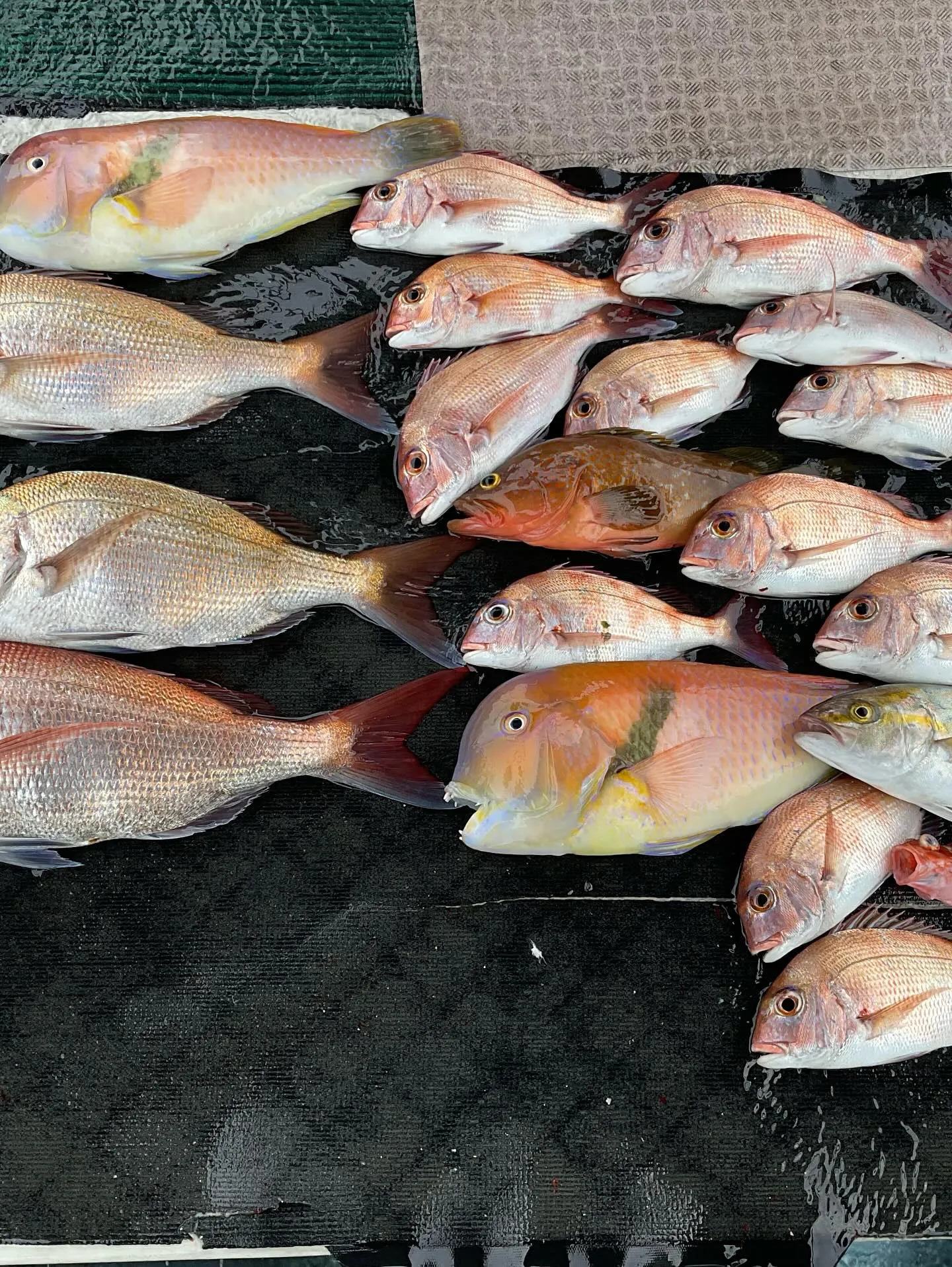 本日タイ釣りに行って来ました。