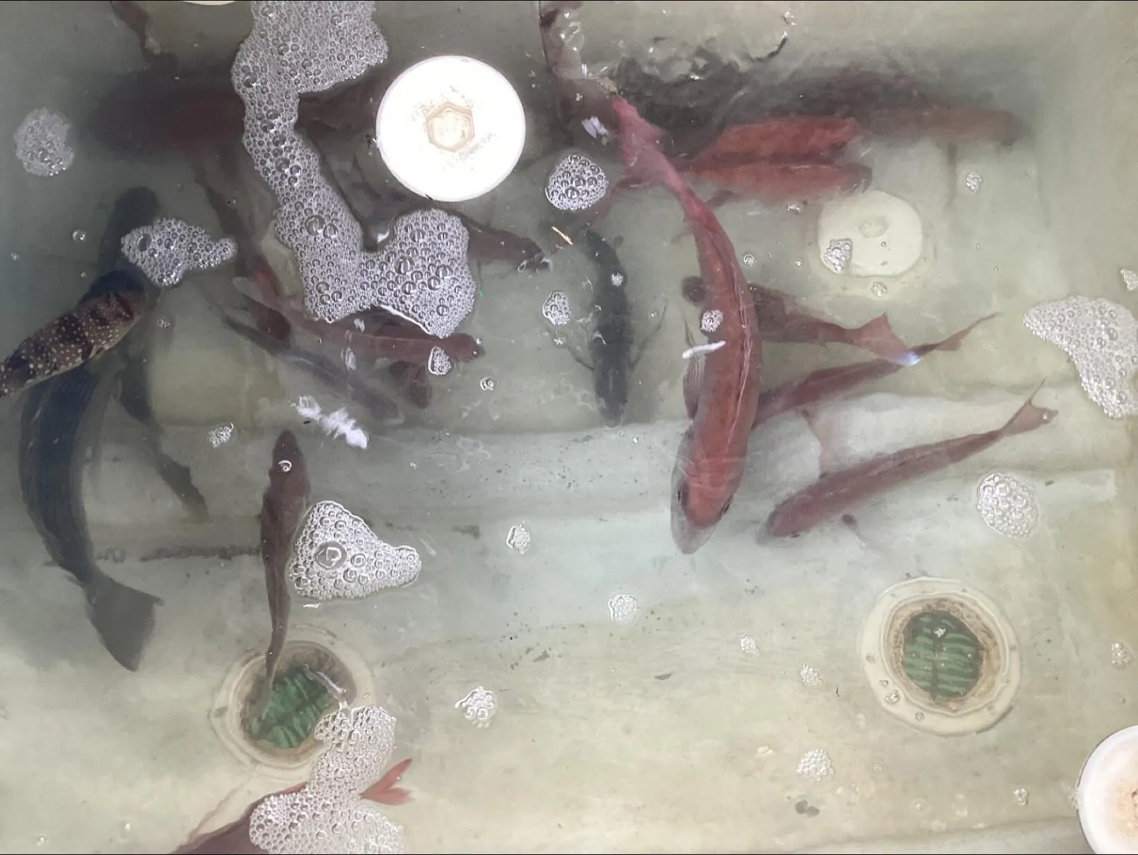 本日タイ釣りに行って来ました。