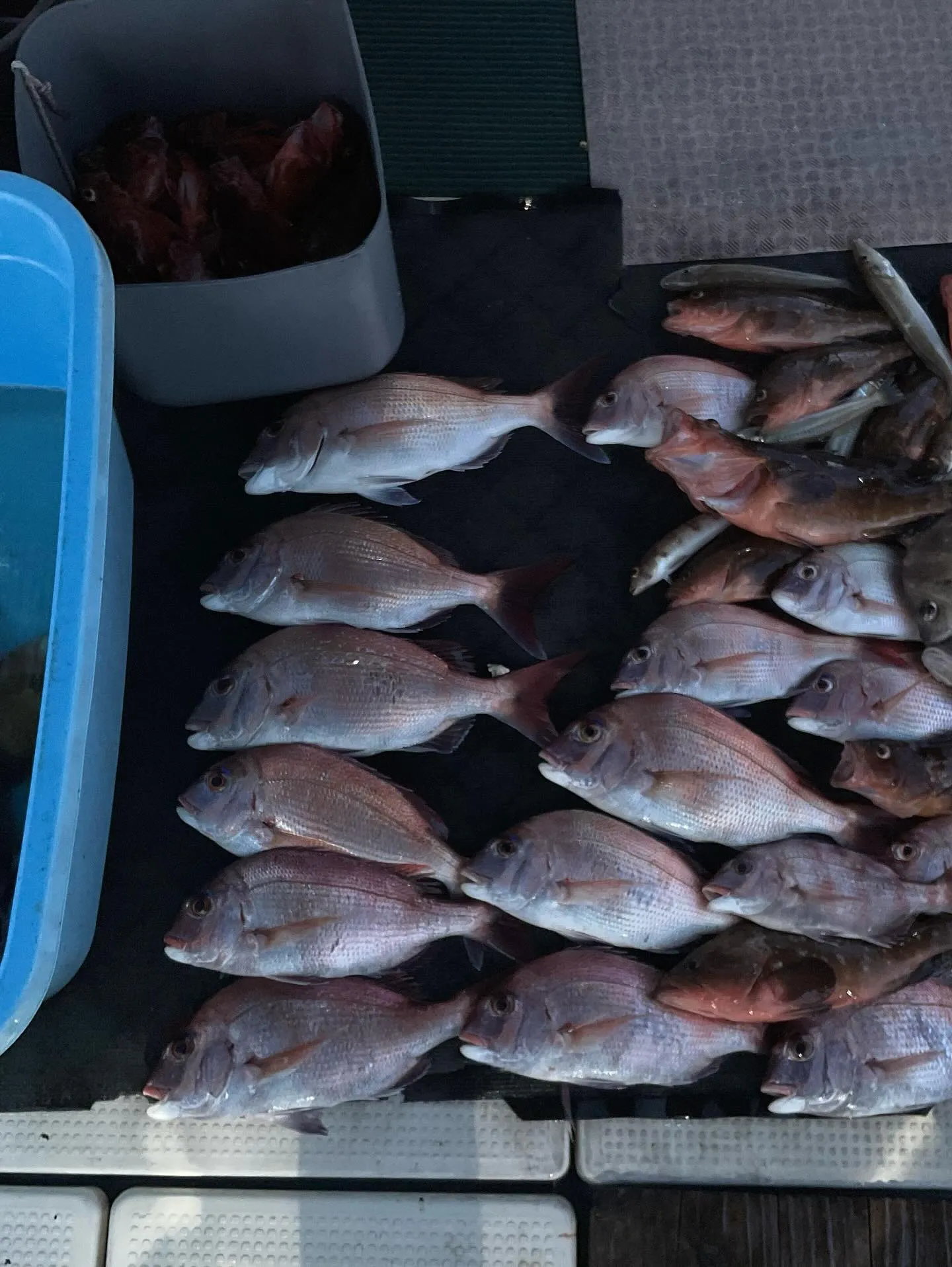 本日近場での鯛、根魚釣りに行って来ました。