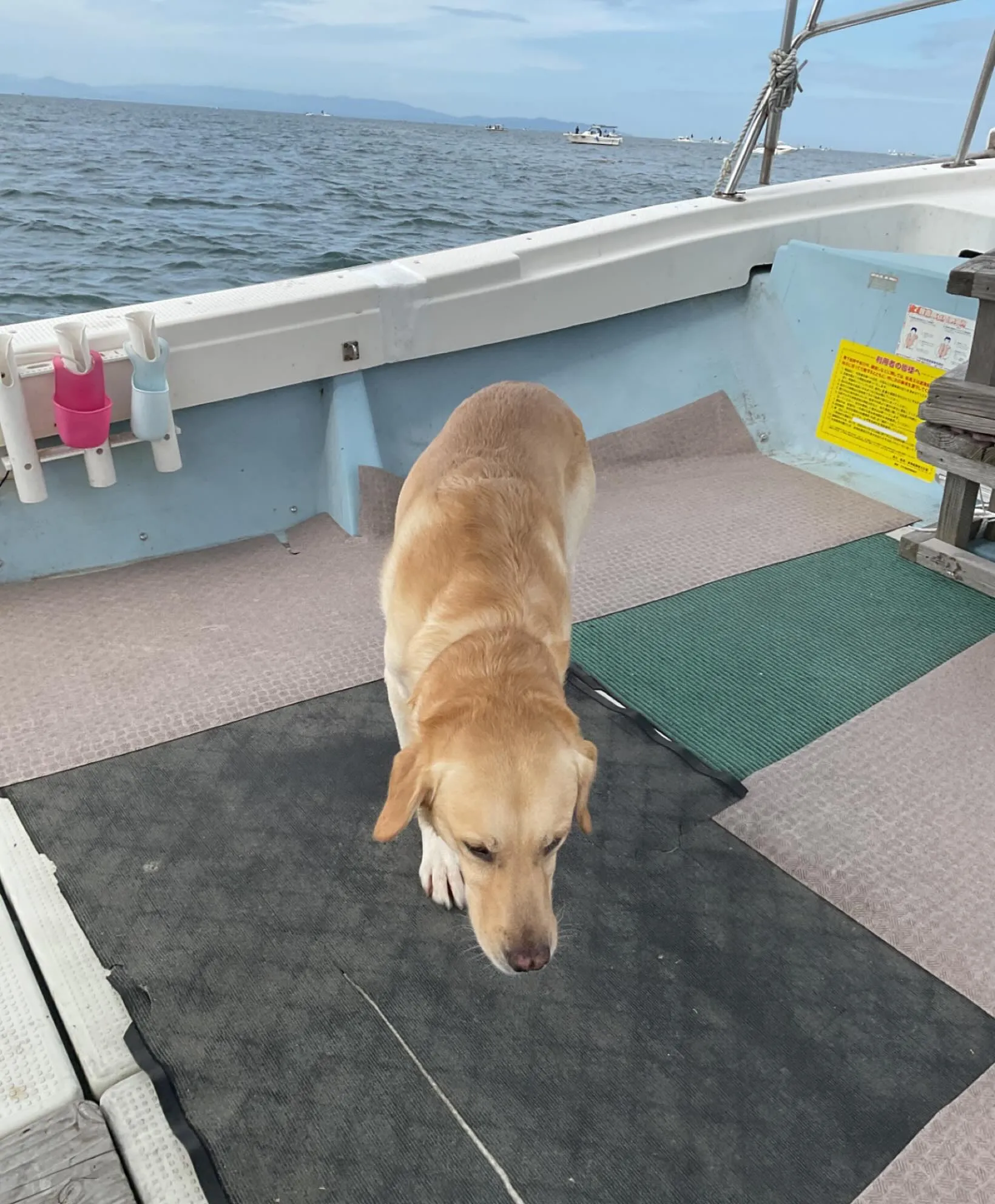 本日晩ご飯のおかずを釣りにマスコット犬　ティーちゃんと一緒に...