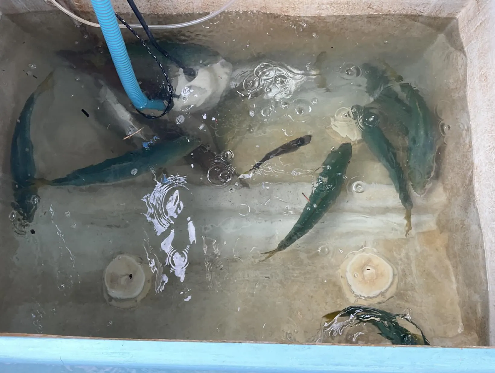 晩ご飯のおかずのつもりで釣りにマスコット犬ティーちゃんと行っ...