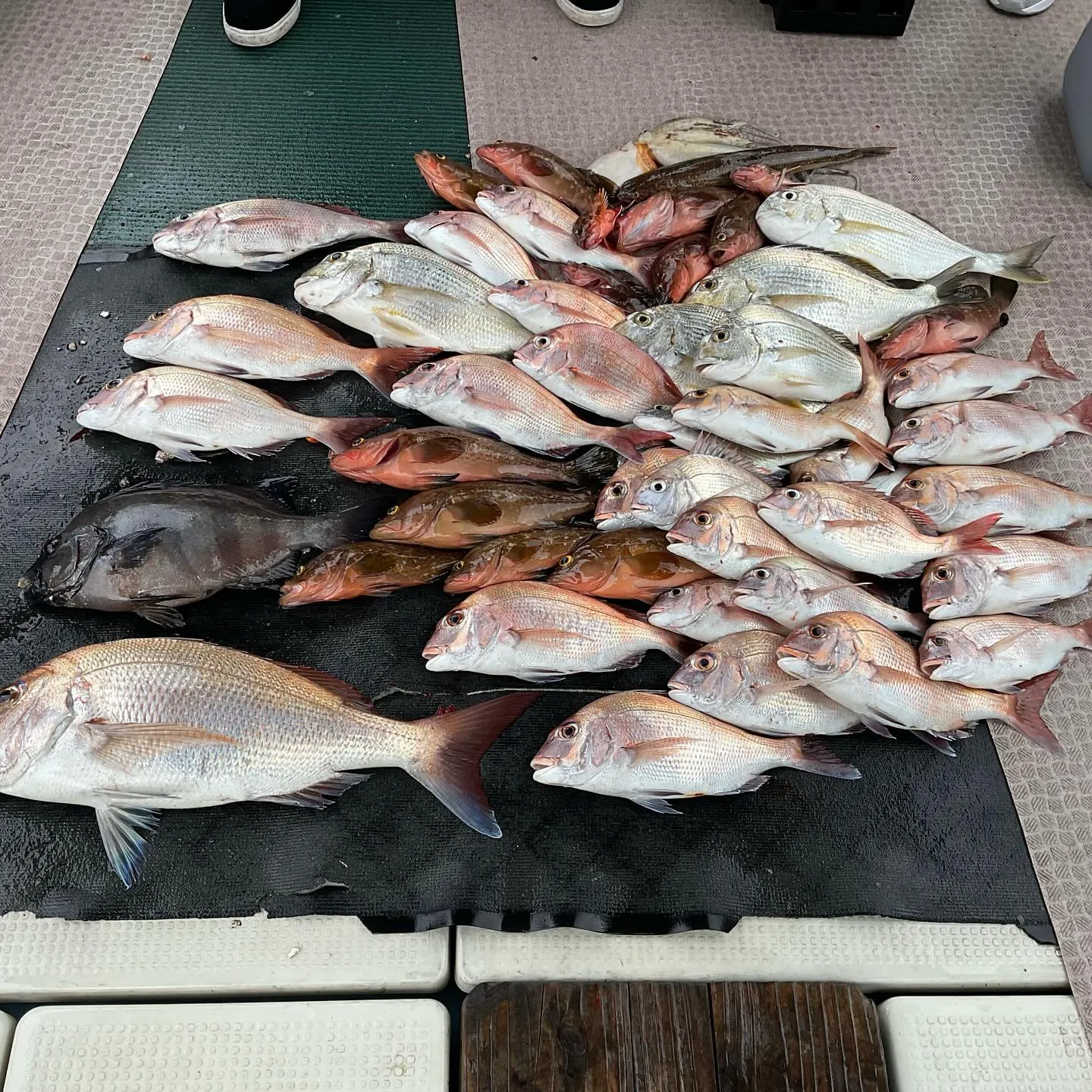 昨日の釣果です。