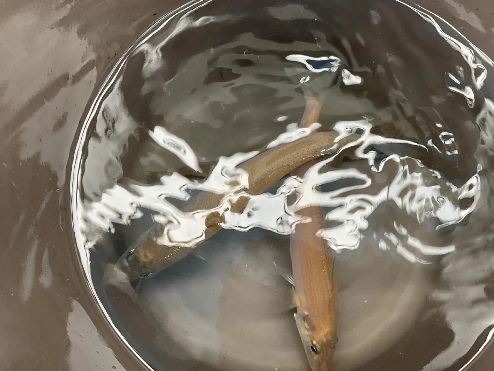 ちょっとキス釣りしに行ってきました。