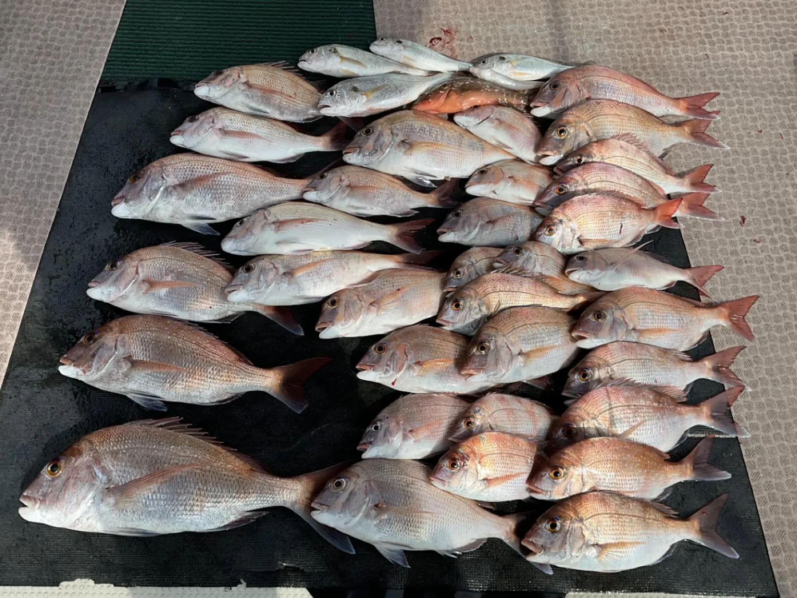 キス釣りの後タイ釣りに出たらこんな感じで釣れました😁