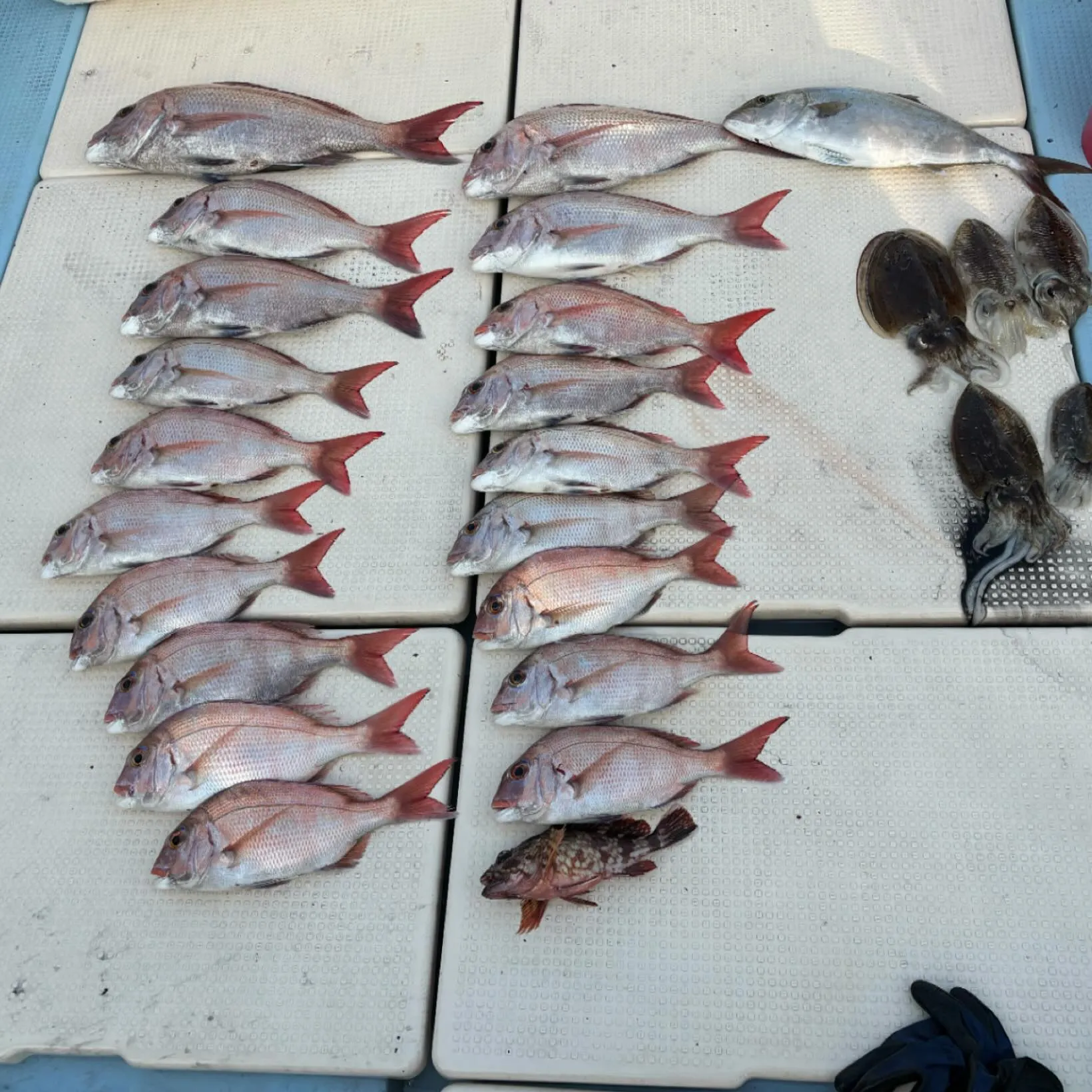 先々週週末の釣果です。