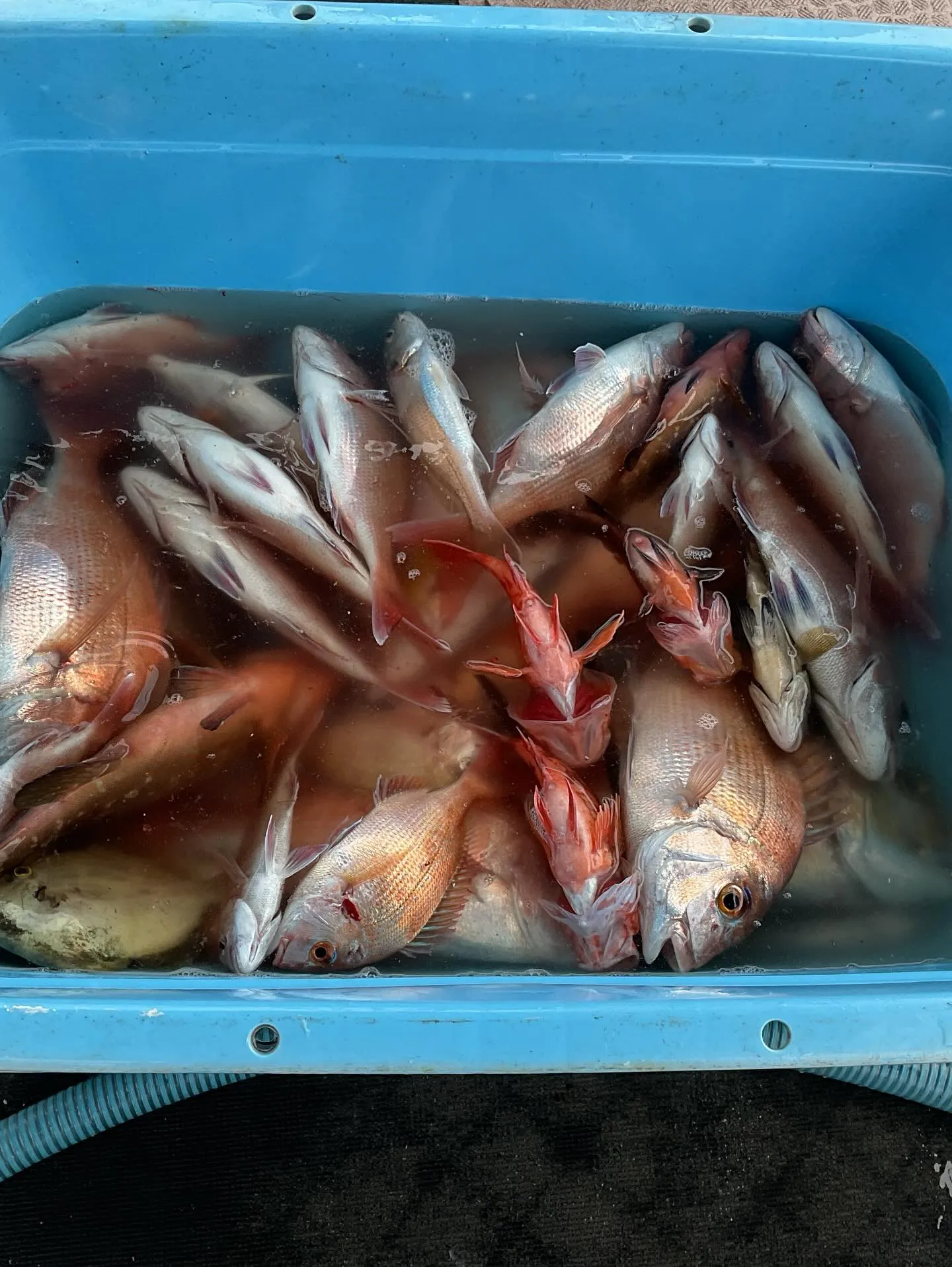 先々週週末の釣果です。