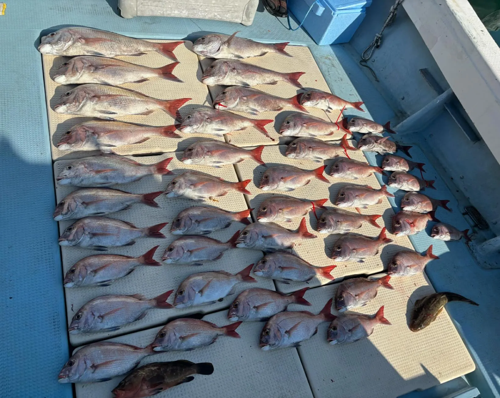 11月1日の釣果です。