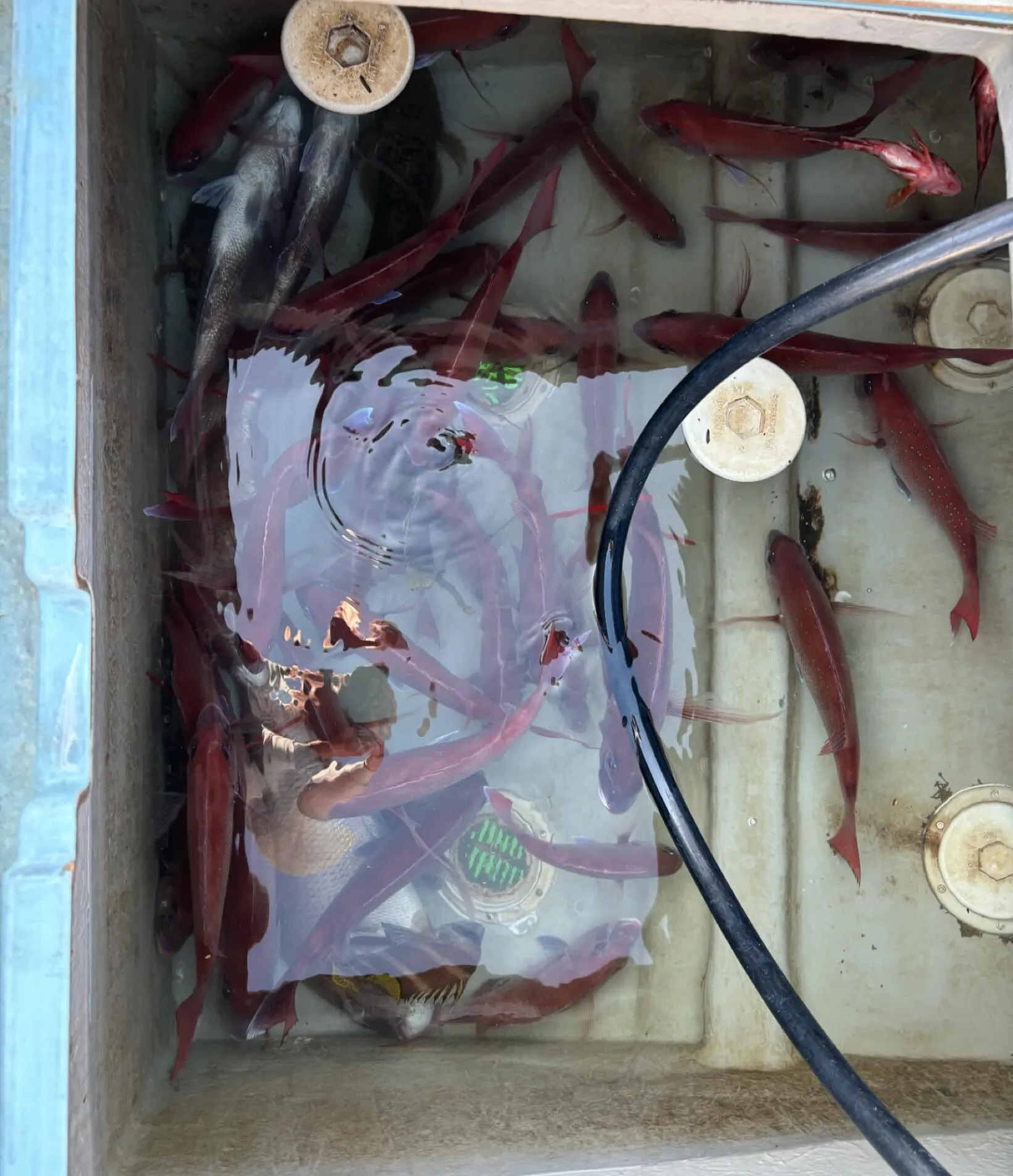 11月4日の釣果です。