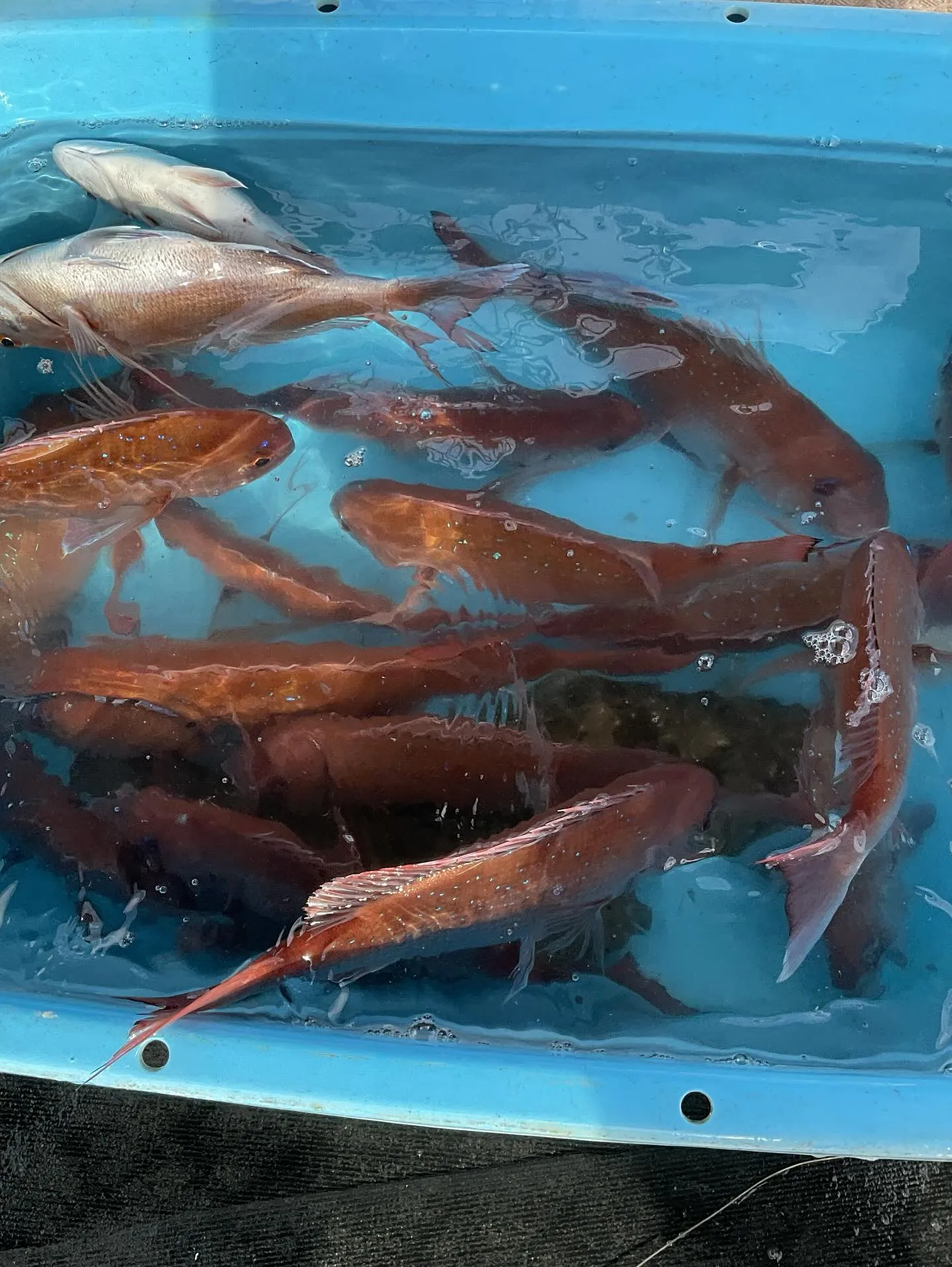 11月9日の釣果です。