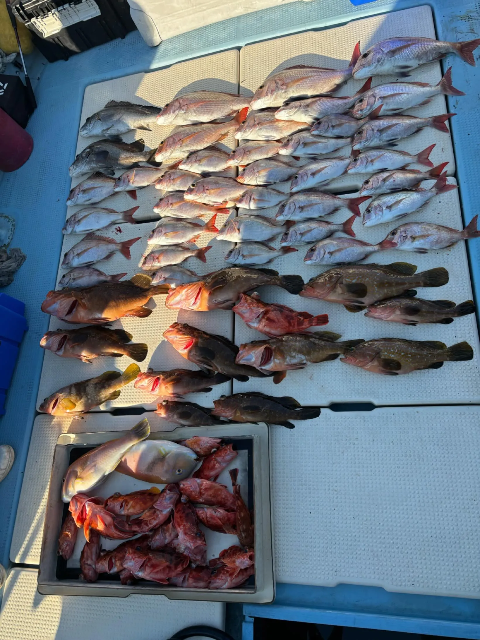 一昨日の釣果でした。
