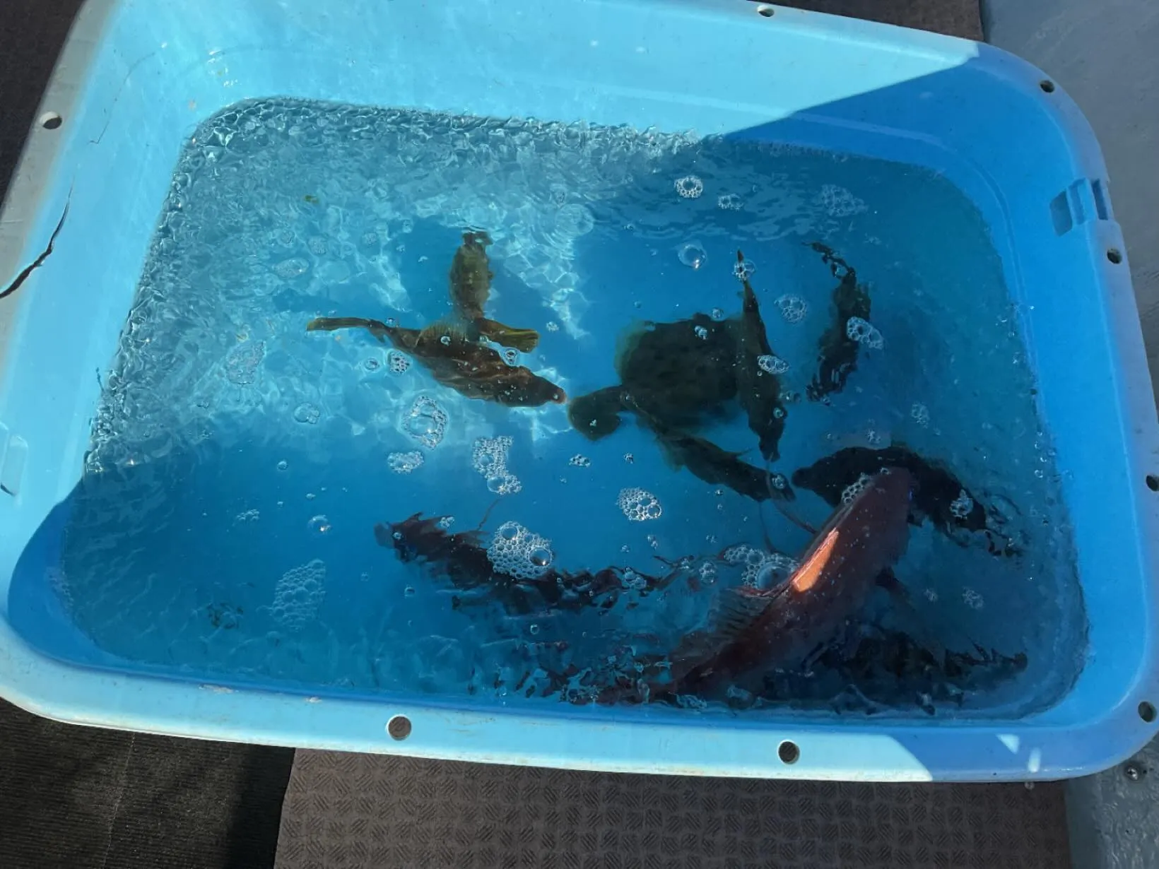 本日カワハギ釣りに行ってきました。