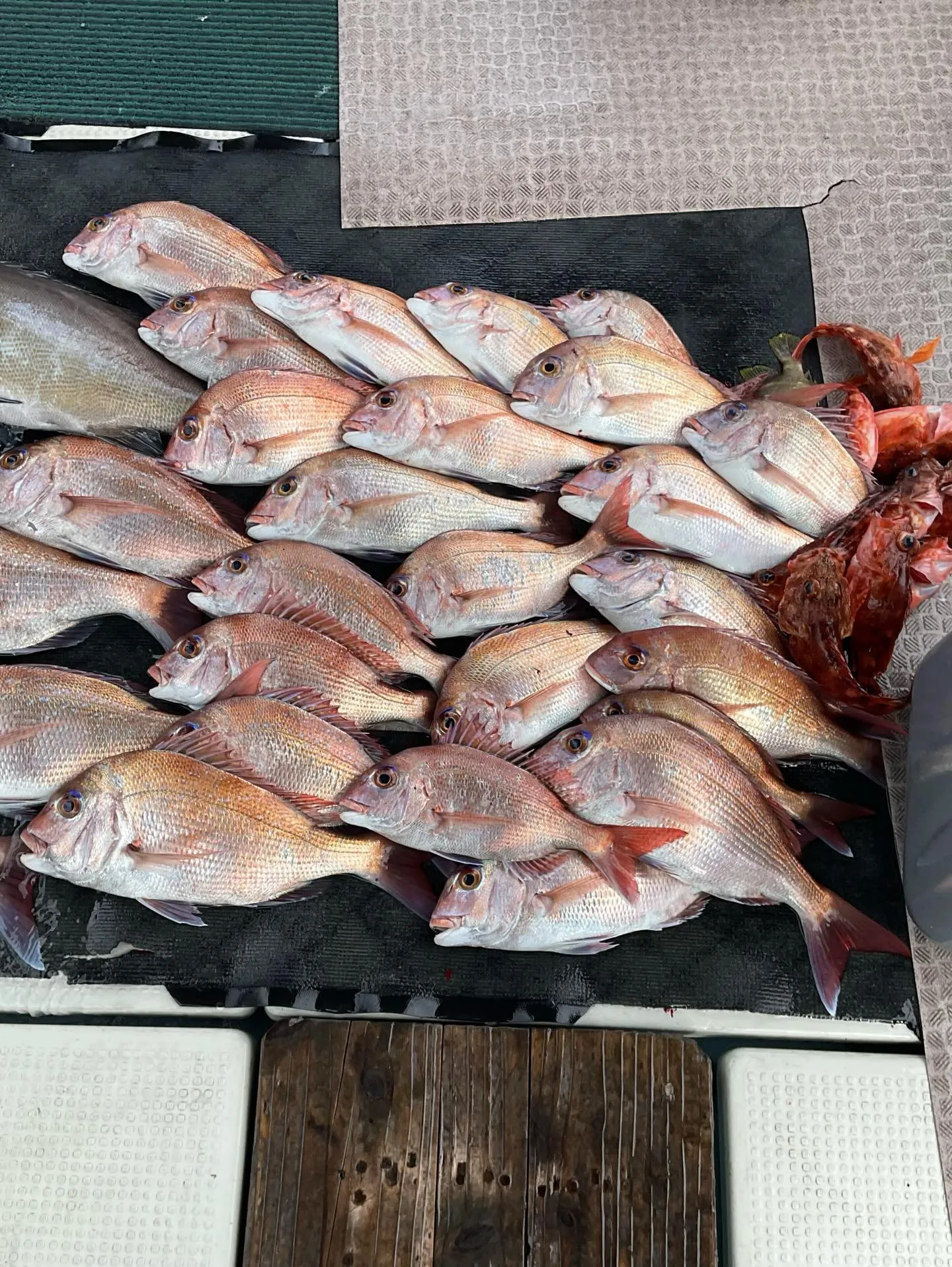 一昨日の釣果です。