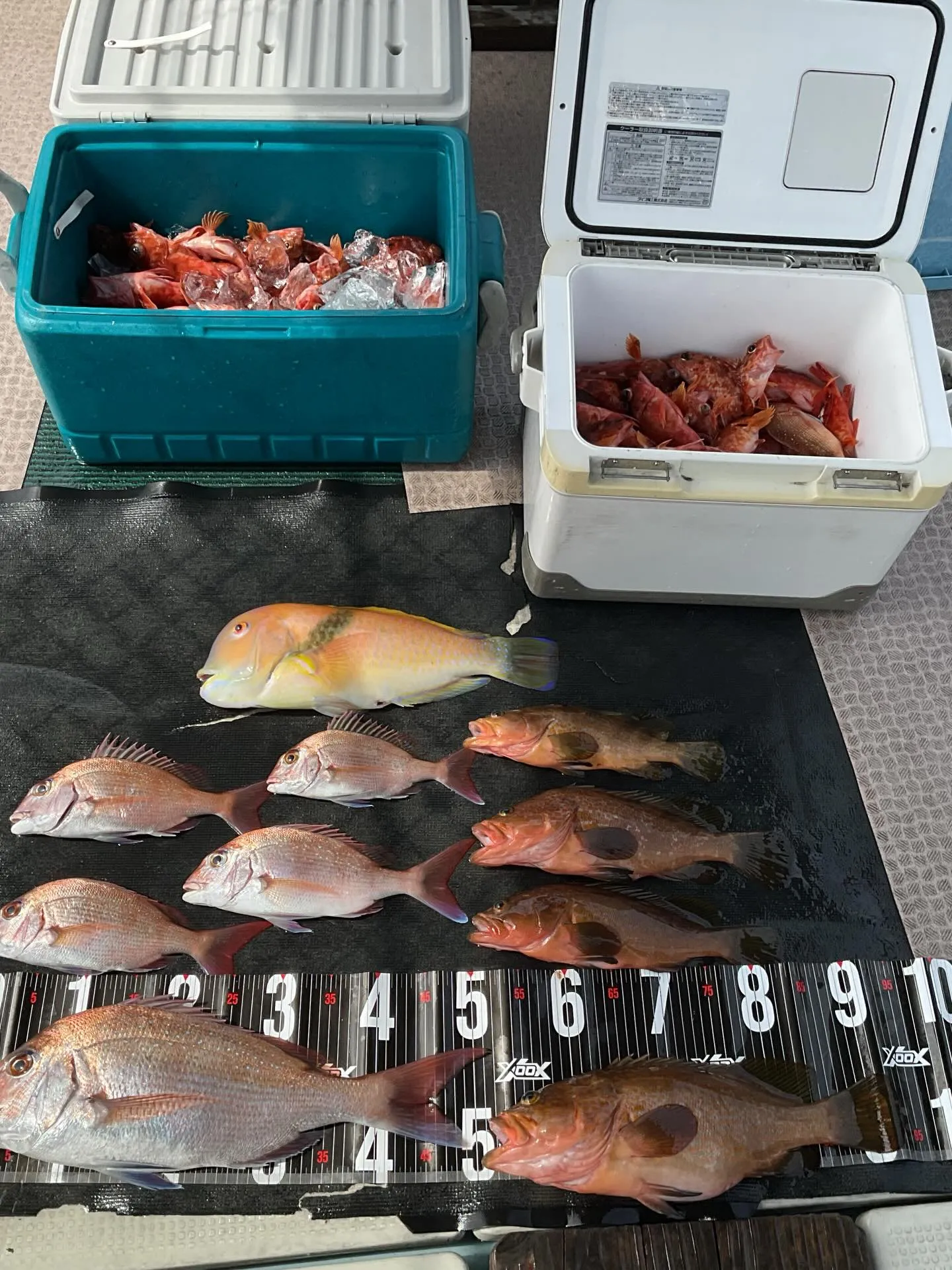 3月29日鯛・根魚釣りに出船。