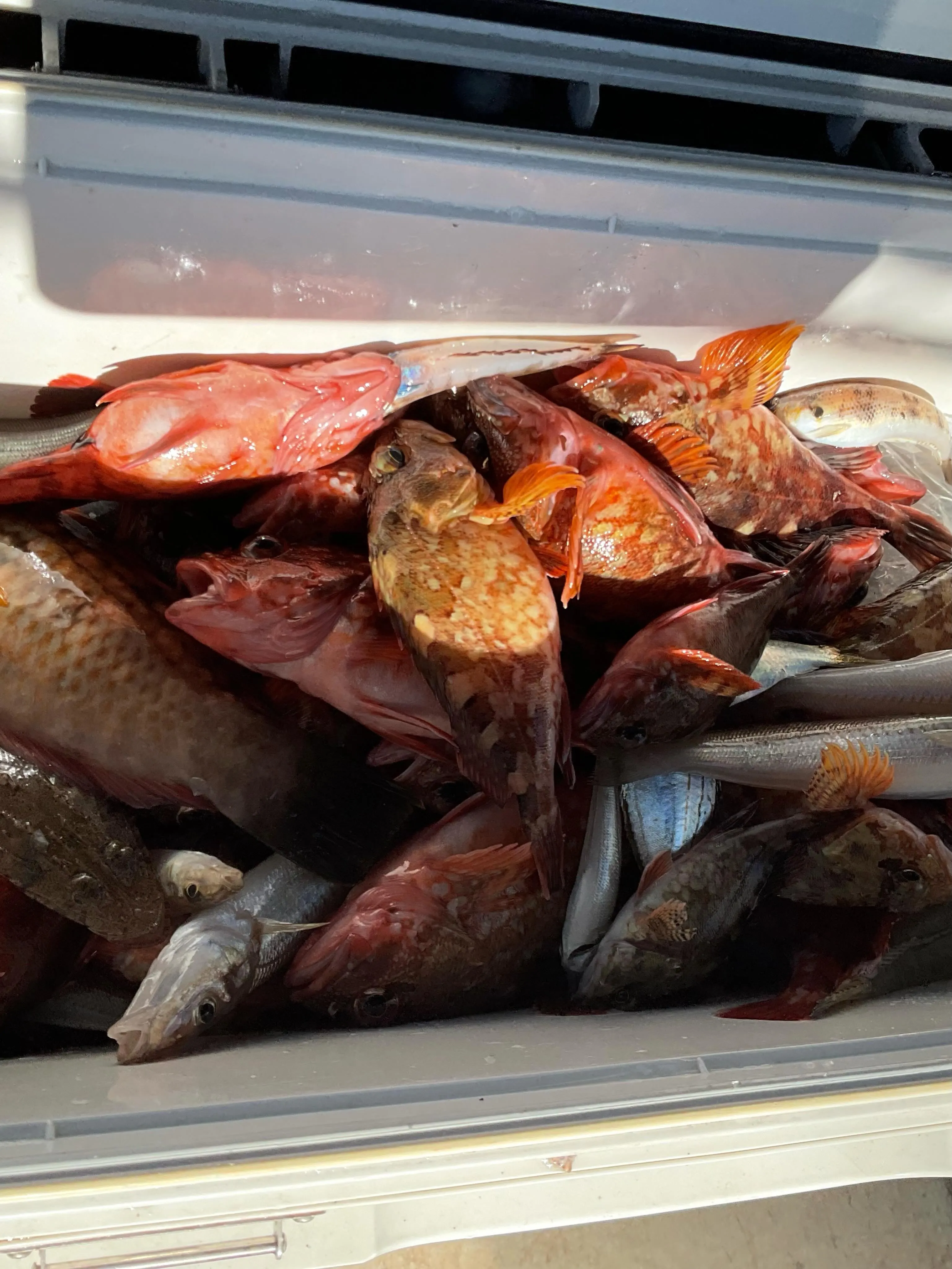 昨日の釣果です。