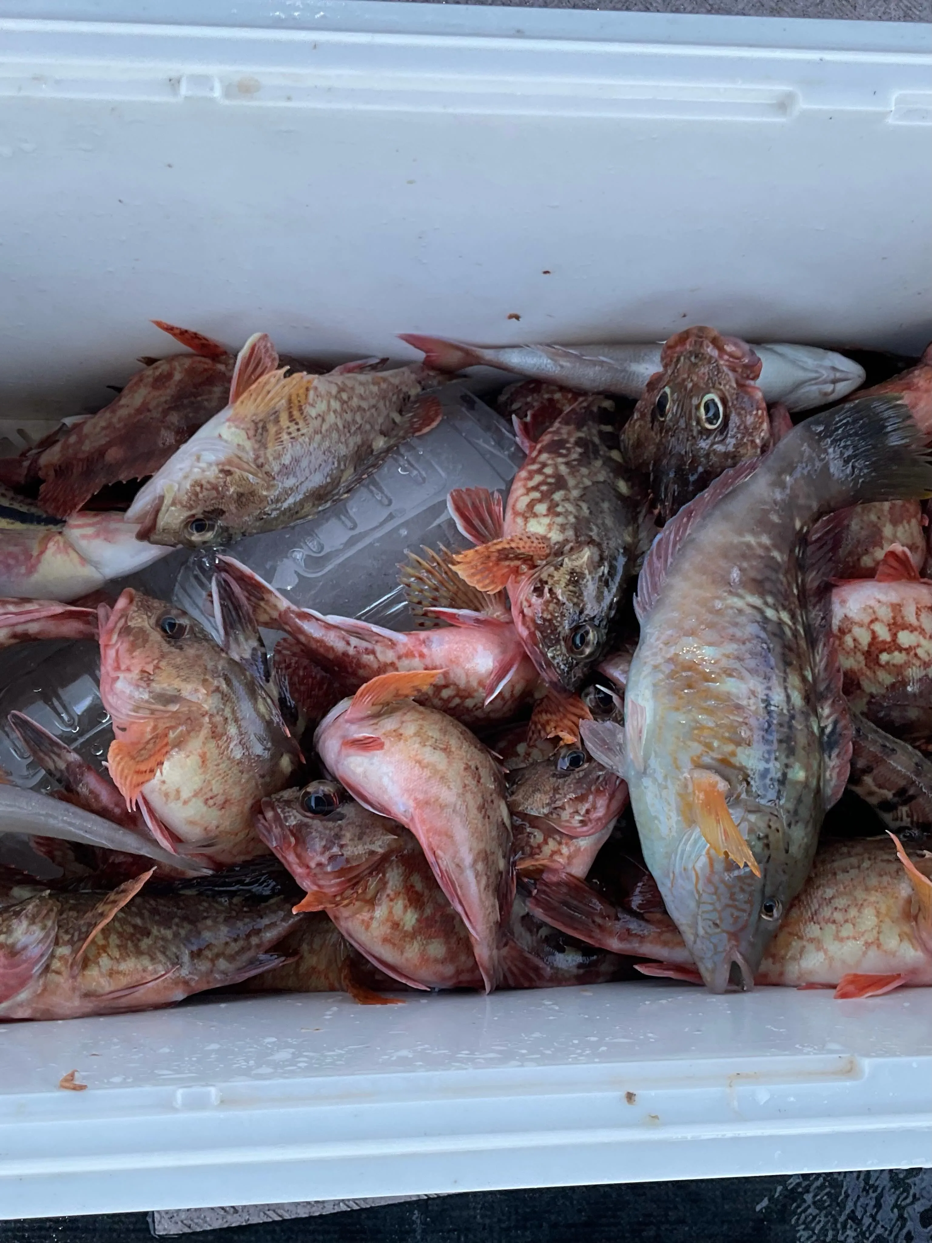5月10日キス・根魚釣りに出船。