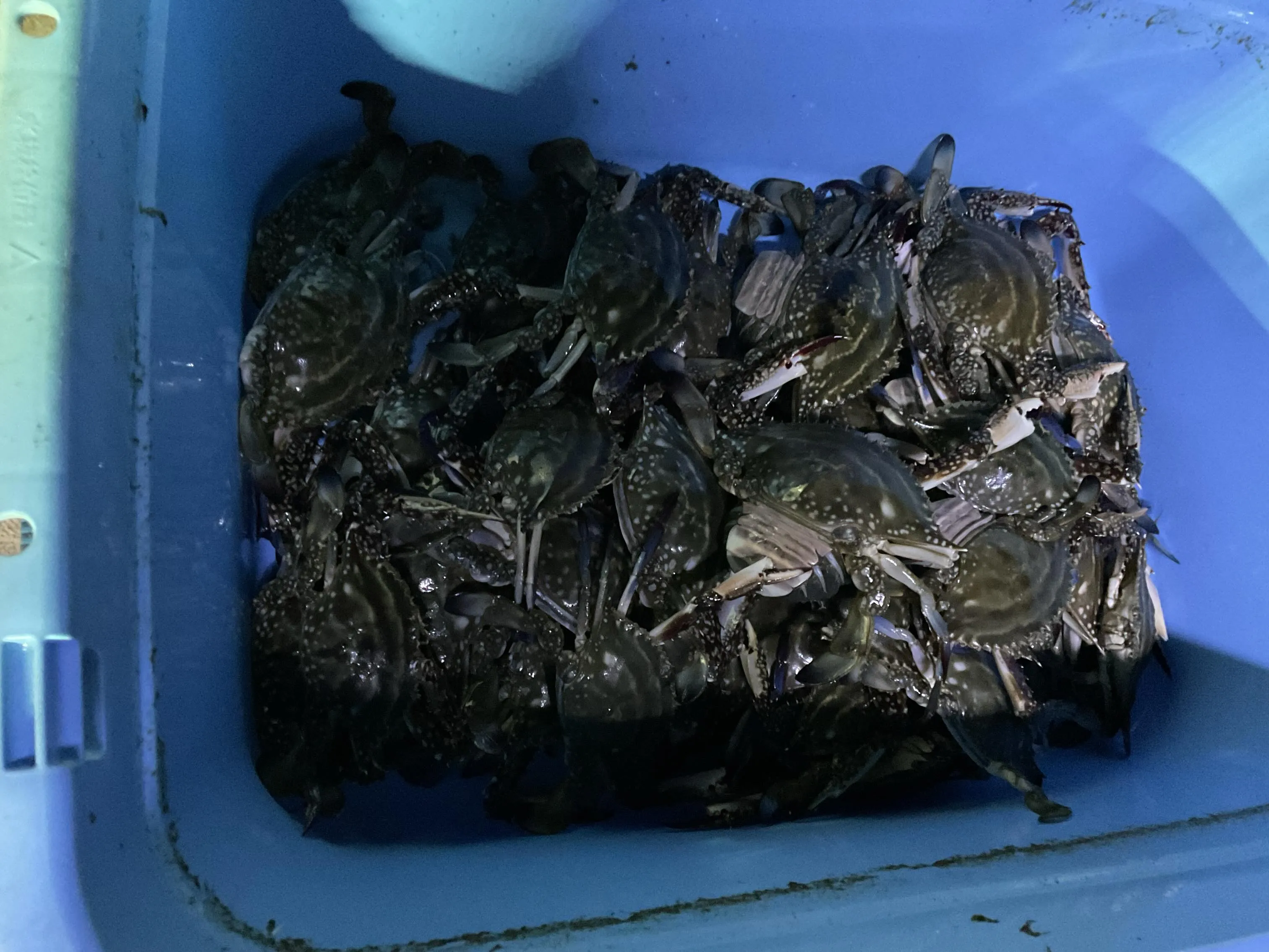 今年最初の様子見でカニ掬いにいってきました-